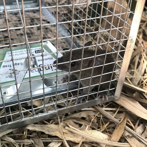 Humane Rat Trap Cage Live Animal Catch Pest Rodent Mice Mouse Bait Control Box 6