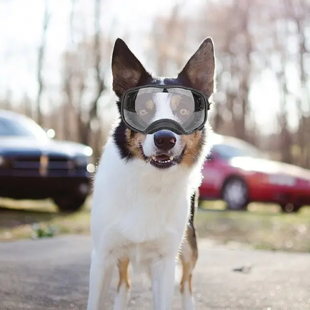 Pet Glasses Large Dog Full Package Eye