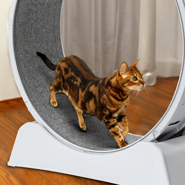 Cat Exercise Wheel, 31 Inch Cat Wheels For Indoor Cats, Cat Treadmill Wheel Exerciser With Carpeted Runway
