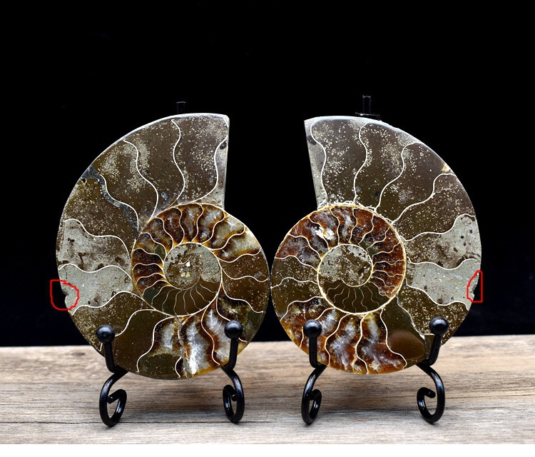 Fossil specimens true spot color snail ammonite fossil