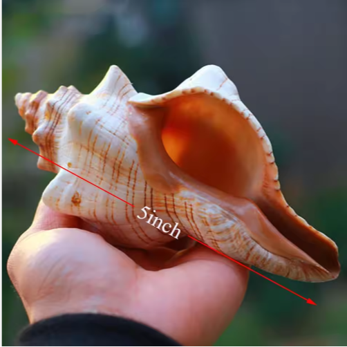 Conch Shell Large Natural Seashells For Fish Tank Wedding Decor Beach Theme Party Home Decorations White - Shop at LoveMi