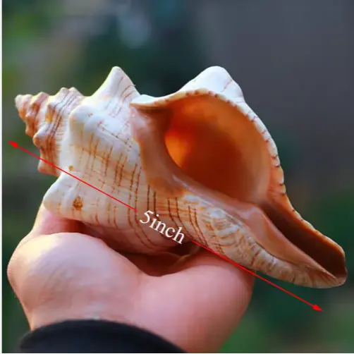 2PCS Conch Shell Large Natural Seashells For Fish Tank Wedding