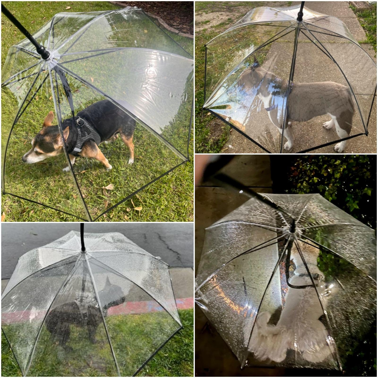 Parapluie pour Chiens Petits Races — Protège ton Chien de la Pluie - image 8