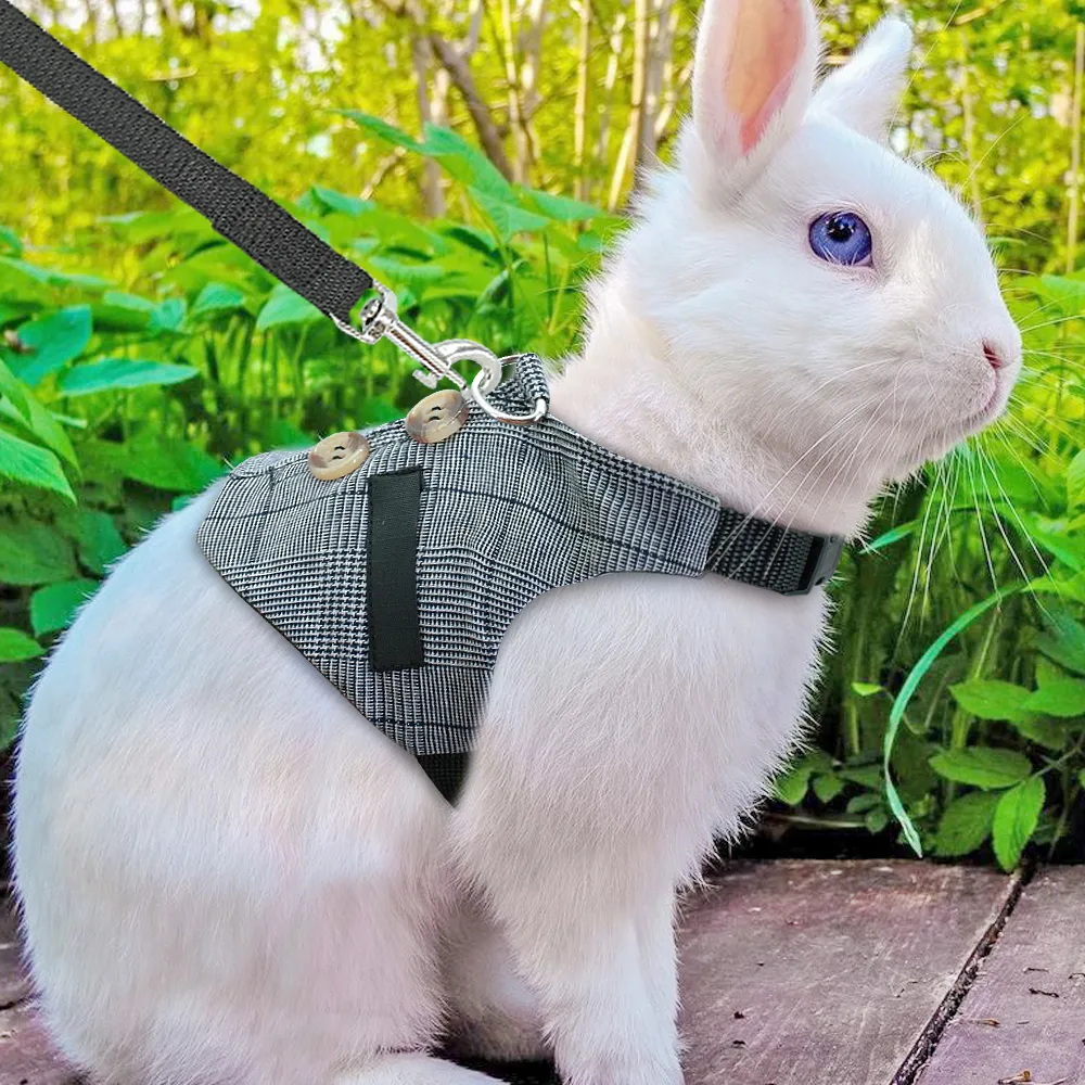 Rabbit Leash Dress