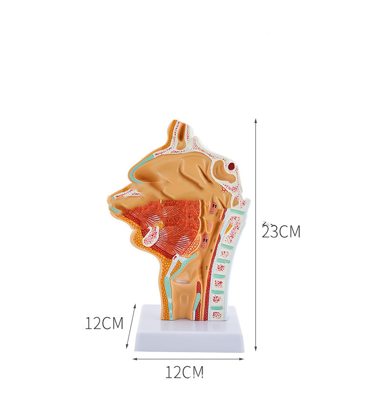 Anatomical Model Of Human Nasal and Oral Cavities