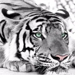 Diamond Painting Cross St Itch Kit Diamond Embroidery Home Decor Tiger Head - Tiger - View 1
