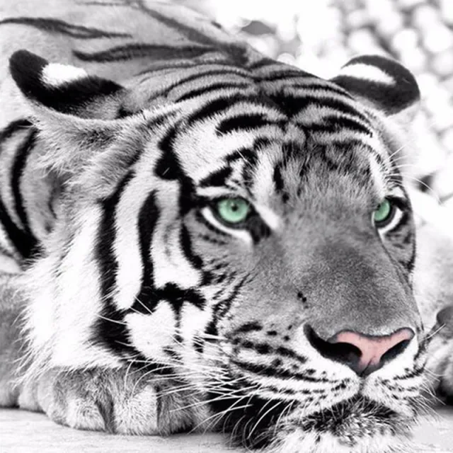Diamond Painting Cross St Itch Kit Diamond Embroidery Home Decor Tiger Head Tiger - Shop at LoveMi