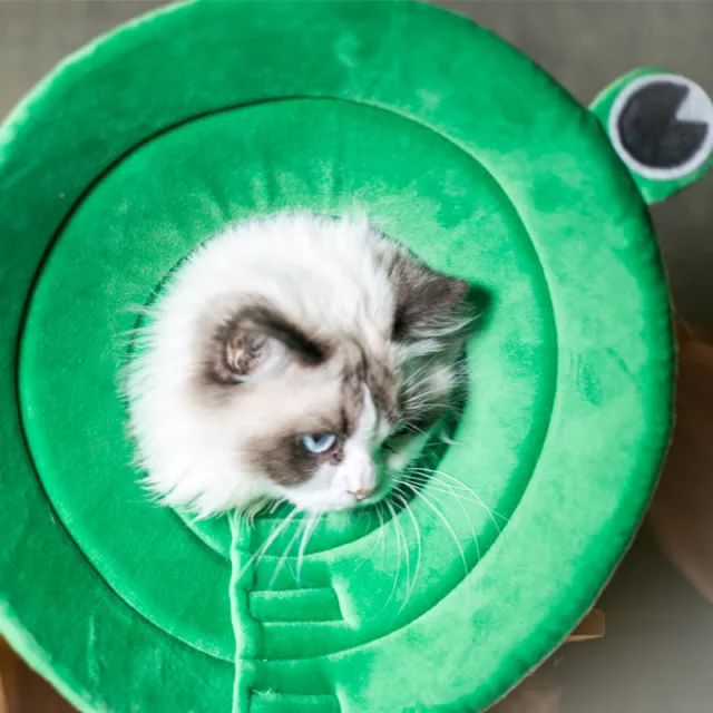 Eliza Circle Cartoon Frog Dog Head Collar Green - Shop at LoveMi