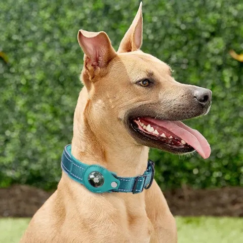 Convenient Tracker Pet Special Collar Cover Pet Loss Prevention