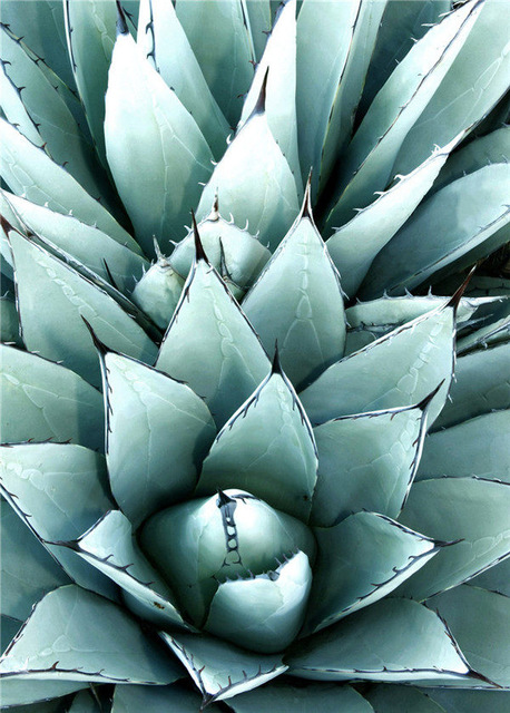 Diamond Embroidery Cactus Flower Plant Green Diamond Painting Cross Stitch Rhinestones