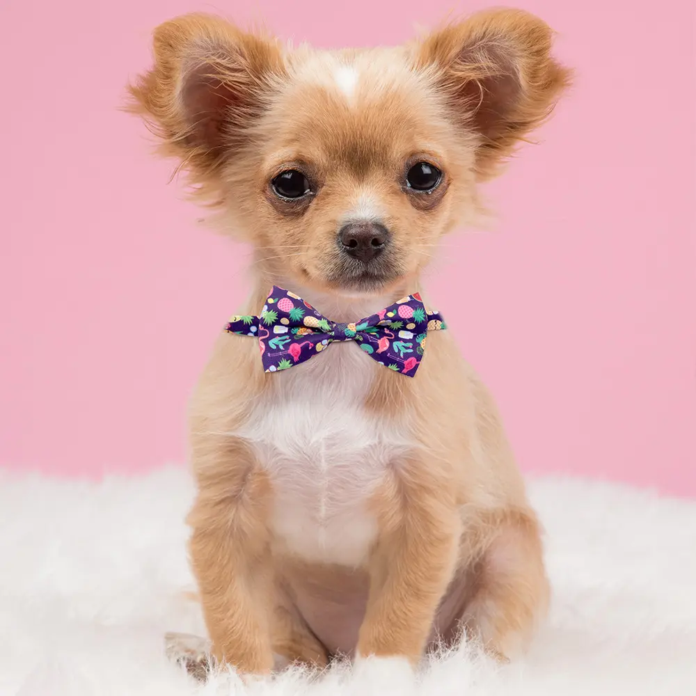 Fruit Pet Small Bow Tie Cactus Dog