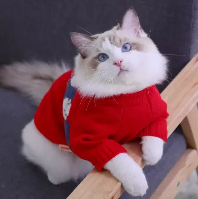 Autumn And Winter Sweaters For Anti Shedding Kittens And Pet Red Jacquard Sweater - Shop at LoveMi