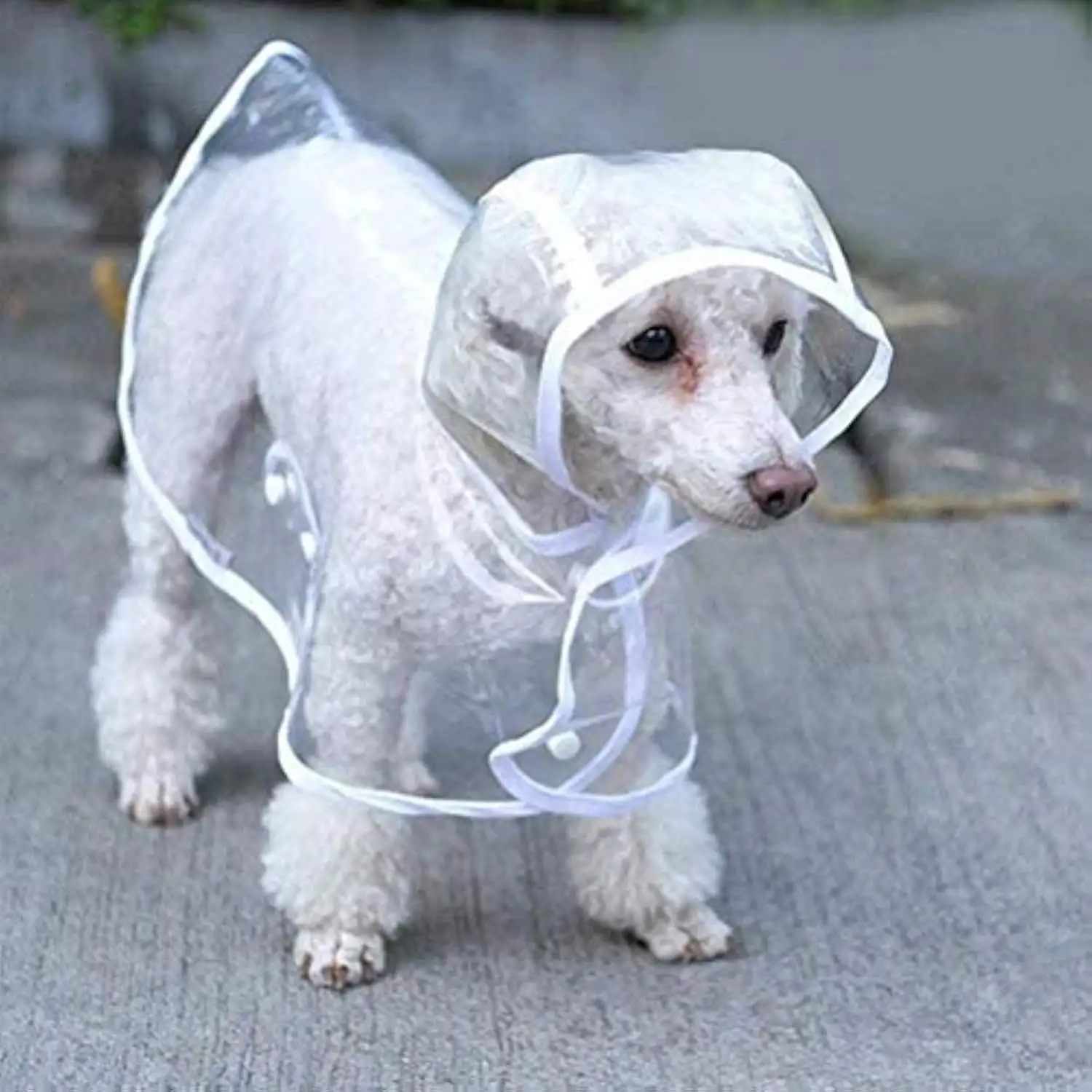Clear Raincoat For Small Medium Dogs Pet