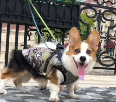Pet Dog Clothes For Small Dogs Winter Warm Dog Hooded Coat Jackets Chihuahua Pug Outfits Puppy Cat Clothing - Forest Green - View 1