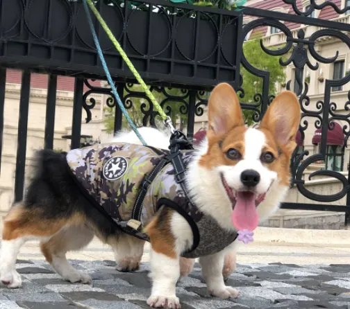 Pet Dog Clothes For Small Dogs Winter Warm Dog Hooded Coat Jackets Chihuahua Pug Outfits Puppy Cat Clothing Forest Green - Shop at LoveMi