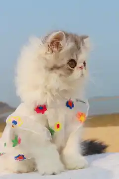 Mesh Flower Embroidery Dress Cat Clothes - Dress - View 1
