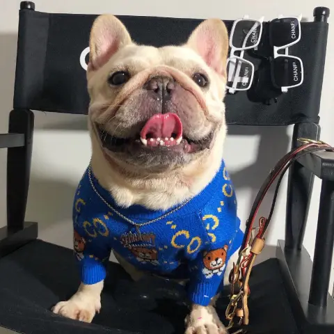 Autumn and Winter Fashion Dog Clothes