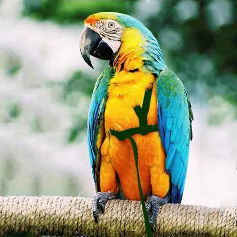 Parrot Flying with Rope and Bird Harness