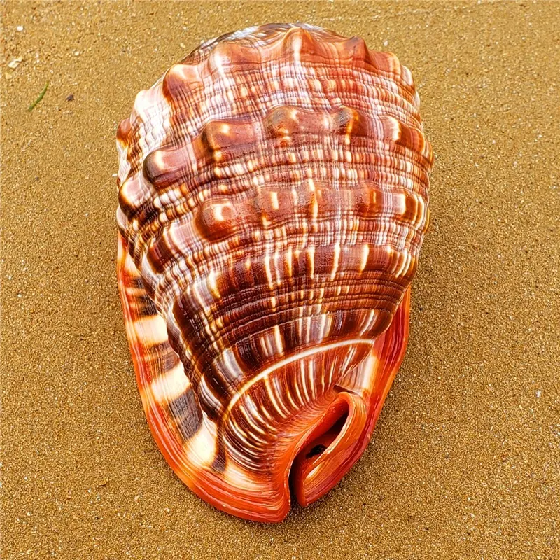 Natural Super Large Wanbao Snail French Conch Landscaping