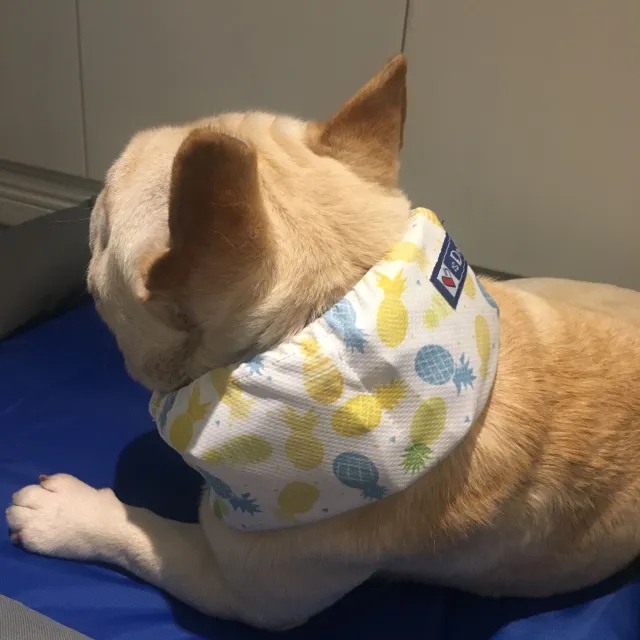Summer Pet Dog Cool Down Ice Scarf To Relieve The Heat Pineapple White - Shop at LoveMi