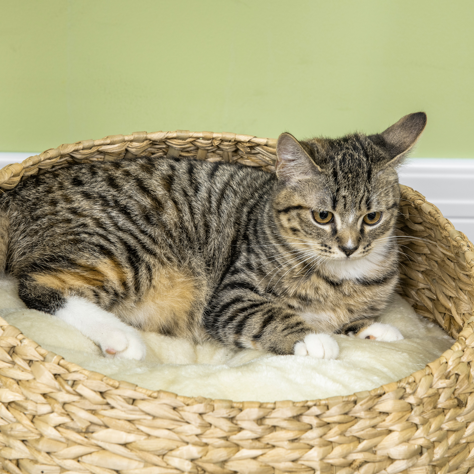 72cm Cat Tree Kitten Tower, With Sisal Scratching Post, Two Beds, Toy Ball — image 9