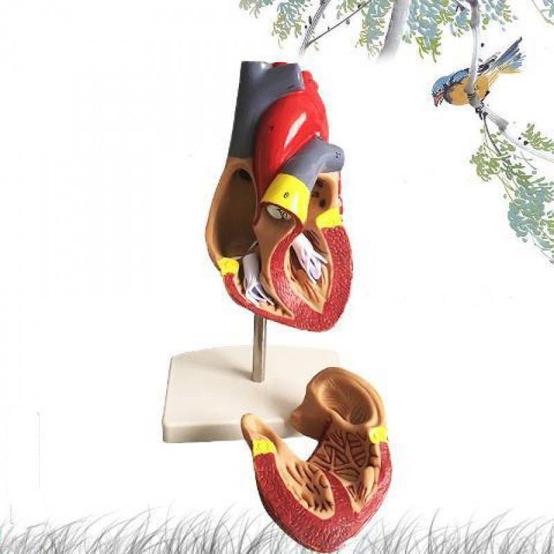 Standard Human Heart Model Anatomical Detachable Teaching