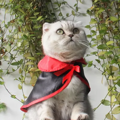 Halloween Warm Pet Cloak
