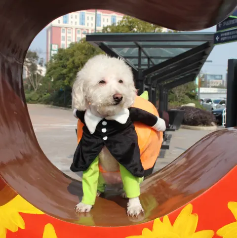 Clothes for Pets