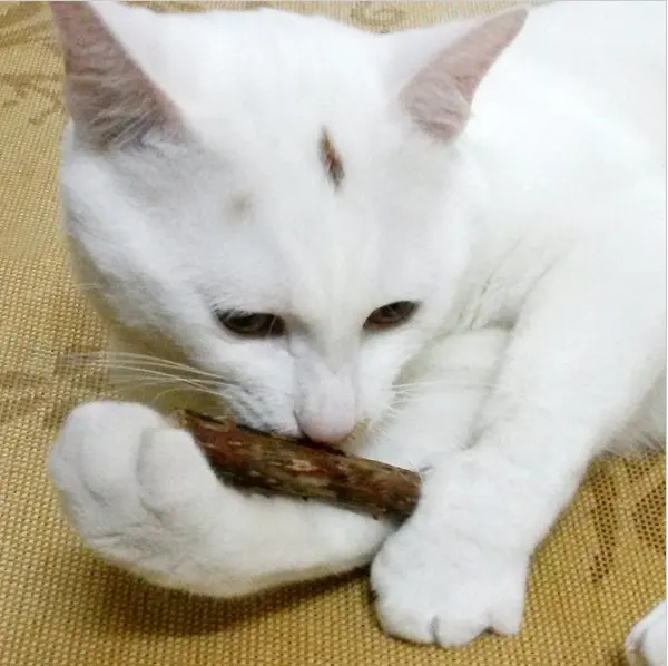 5 PCSMatatabi Toys Catnip Chew Toy