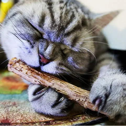 2 Pcs MatatabiStick Catnip Chew Sticks Pet Kitten Cleaning