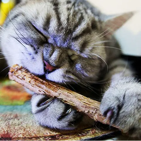 MatatabiStick Catnip Chew Sticks Pet Kitten Cleaning