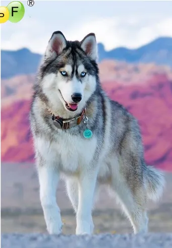 DPF DIY Husky 5D Crafts Home Decor Diamond Painting Cross Diamond Embroidery Wall Painting Diamond Mosaic Kit Full Square 20X25 - Shop at LoveMi