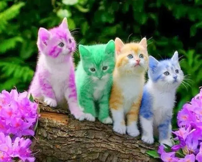 Four Colorful Kittens 5D Diy Diamond Painting, Decorative Painting - Round