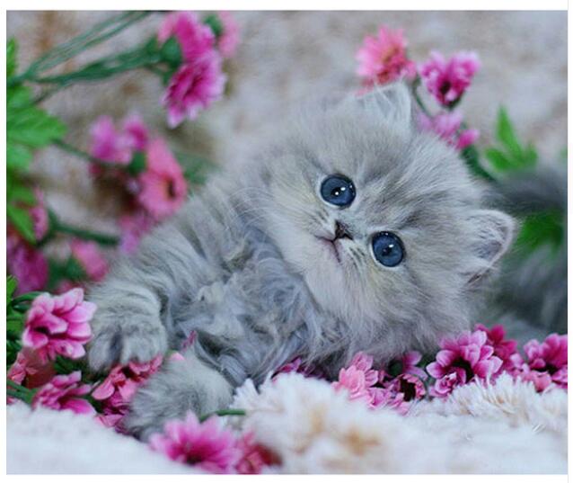 Full Square Diamond 5D DIY Diamond Painting  Embroidery Cross