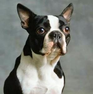 5D DIY Diamond Painting Boston Terrier Dog Resin Square Diamond Needlework CrossEmbroidery Home Decor Painting Craft