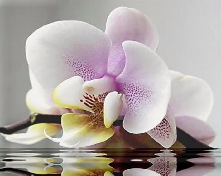 Diamond Butterfly Flowers Waterfront Orchid DIY 3D Diamond Embroidery White Flowers Coloring By Numbers For Needlework - 40X60 Square