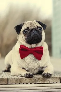 3D Diy Diamond Painting Diamond Embroidery 5D Square Full Diamond Home Decoration Europe Mosaic Kit Needlework Pug Tie Dog - 25X30 - View 1