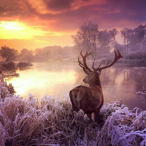 New 5D DIY Diamond Artwork Wapiti Landscape Embroidery Full Embroidery With Crystals Sunset Rock Crystal Mosaic Painting 25X25Cm - Shop at LoveMi