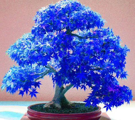 American Red Maple Japanese Red Maple Maple Tree Seed Autumn Flame Red Yellow Purple Blue Ornamental Maple Leaf Seed 9 Maple Trees 10 Capsules - Shop at LoveMi