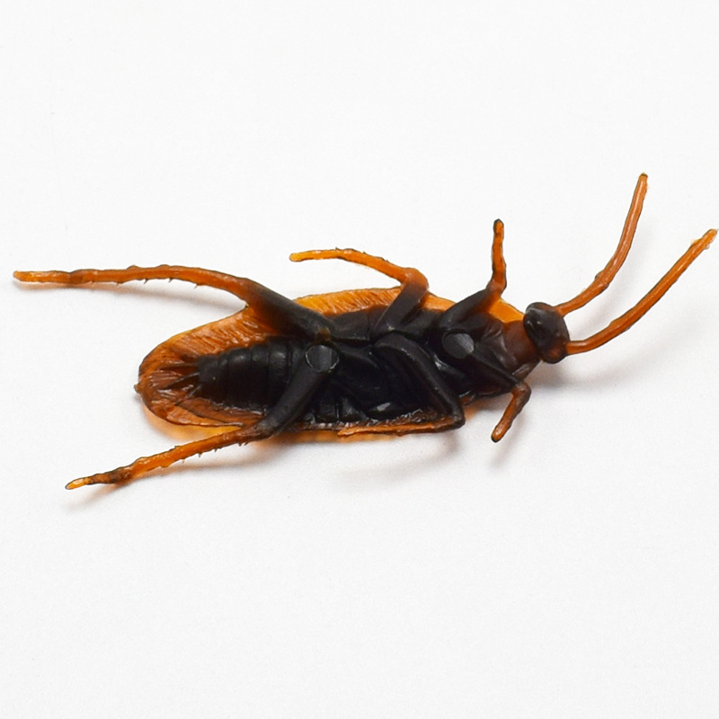 Cockroach