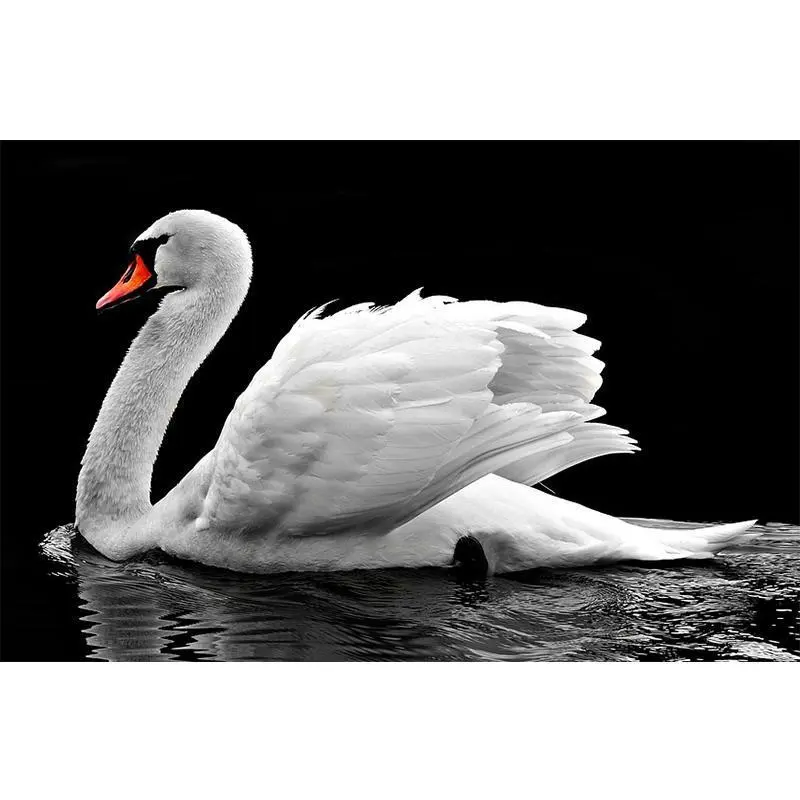 XXL - 5D Diamond Painting - Schwan - Black