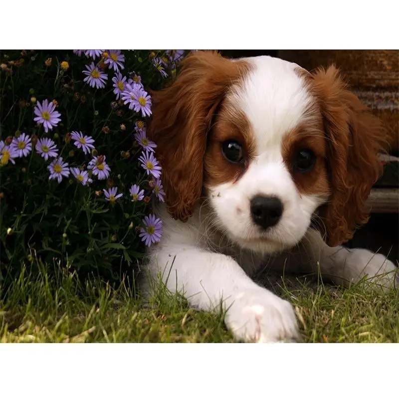 XXL - 5D Diamond Painting - Se Hundewelpen - White