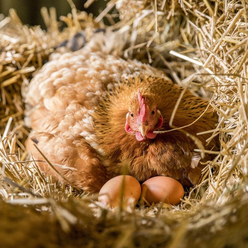 6PCS Fake Wooden Chicken Eggs Help Hen Lay Eggs Agricultural Tool For Chicken UK