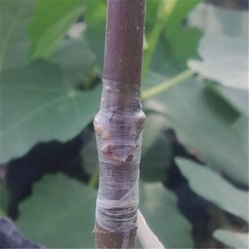 2CM x 100M / 1 Roll Grafting Tape Garden Tools Fruit Trees Secateurs Graft Branch Gardening bind belt PVC Tie Tape – image 3