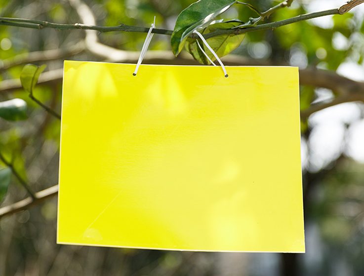 Title 4, Double-sided strong sticky board