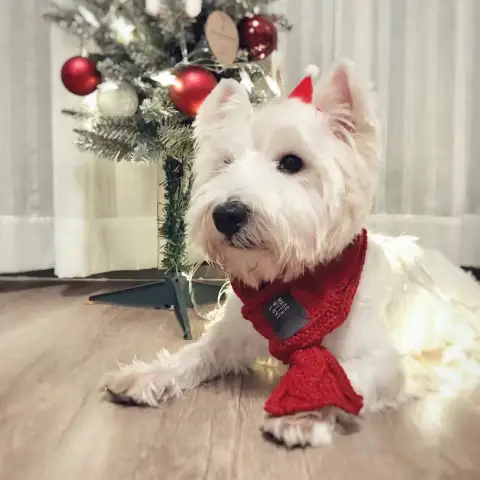 Pet Scarf