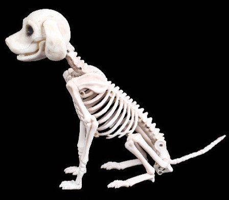 Halloween Decoration Artificial Animal Skeleton (20cm-Gecko)