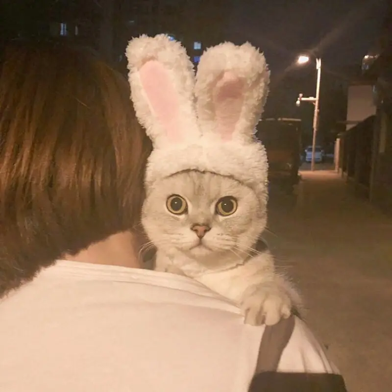Funny Pet Dog Cat Cap