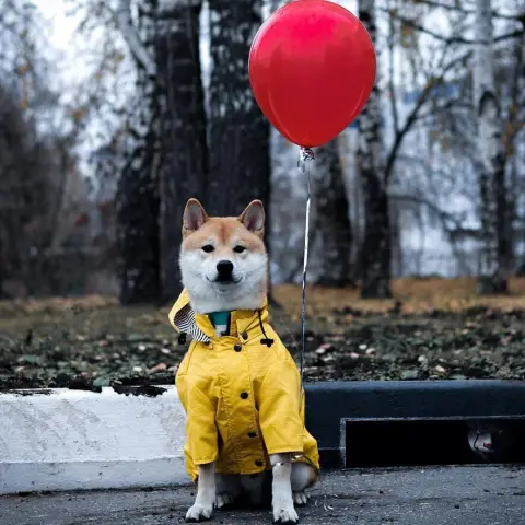 Dog Raincoat Pet Clothes Dog Rain Water