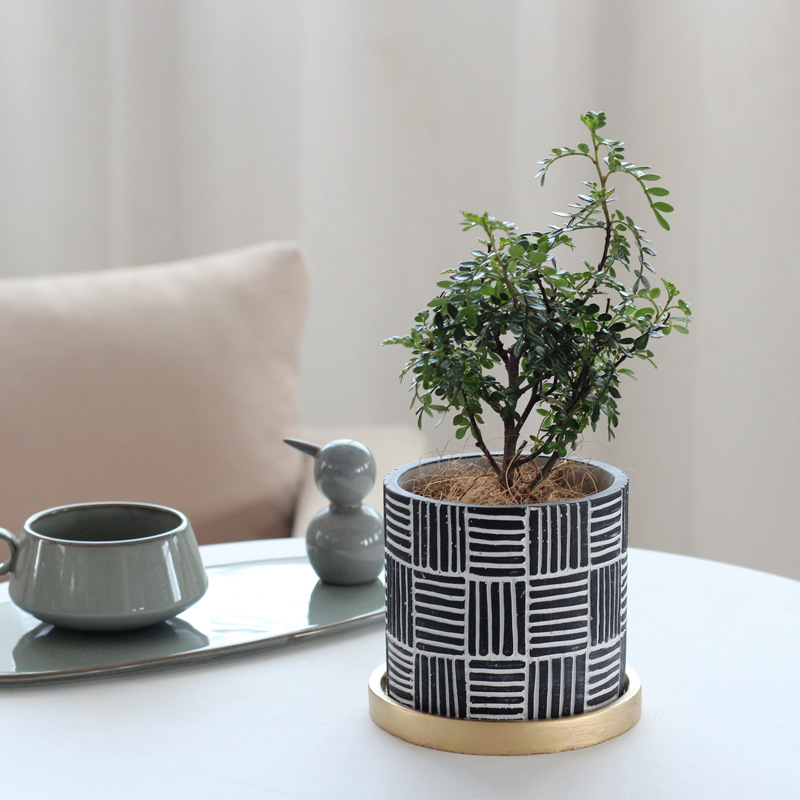 Cement pot with bonsai plant on a table indoors